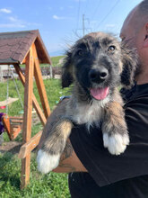 LEIA, Hund, Mischlingshund in Rumänien - Bild 4