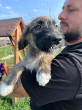 LEIA, Hund, Mischlingshund in Rumänien - Bild 5