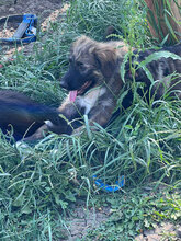 LEIA, Hund, Mischlingshund in Rumänien - Bild 6