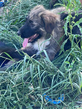 LEIA, Hund, Mischlingshund in Rumänien - Bild 7
