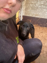 KARA, Hund, Mischlingshund in Rumänien - Bild 2