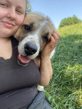 KALLE, Hund, Herdenschutzhund in Rumänien - Bild 2