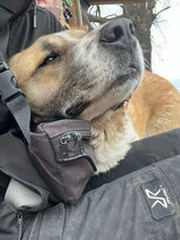 KALLE, Hund, Herdenschutzhund in Rumänien - Bild 4