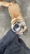 KALLE, Hund, Herdenschutzhund in Rumänien - Bild 5