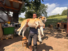 KALLE, Hund, Herdenschutzhund in Rumänien - Bild 9
