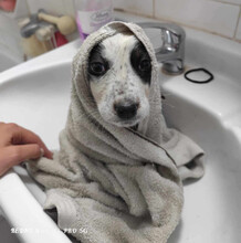 MAILO, Hund, Mischlingshund in Griechenland - Bild 3