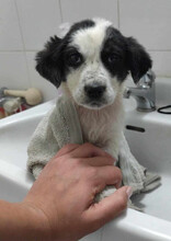 MAILO, Hund, Mischlingshund in Griechenland - Bild 4