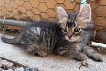 CHARLIE, Katze, Norwegische Waldkatze-Mix in Italien - Bild 8