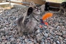 CHARLIE, Katze, Norwegische Waldkatze Mischling in Italien - Bild 1