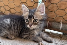 CHARLIE, Katze, Norwegische Waldkatze Mischling in Italien - Bild 2