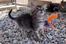 CHARLIE, Katze, Norwegische Waldkatze Mischling in Italien - Bild 3