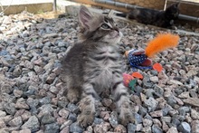 CHARLIE, Katze, Norwegische Waldkatze Mischling in Italien - Bild 4