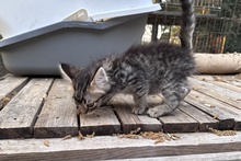 CHARLIE, Katze, Norwegische Waldkatze Mischling in Italien - Bild 5
