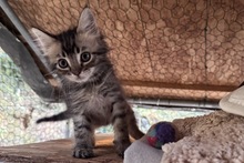 CHARLIE, Katze, Norwegische Waldkatze Mischling in Italien - Bild 6