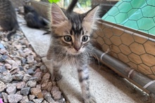CHARLIE, Katze, Norwegische Waldkatze Mischling in Italien - Bild 7