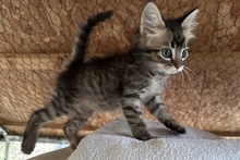 CHARLIE, Katze, Norwegische Waldkatze Mischling in Italien - Bild 9
