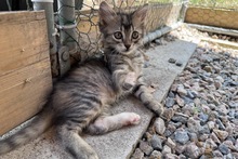 MIRA, Katze, Norwegische Waldkatze in Italien - Bild 1