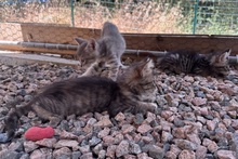 MIRA, Katze, Norwegische Waldkatze in Italien - Bild 10