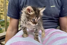 MIRA, Katze, Norwegische Waldkatze in Italien - Bild 3