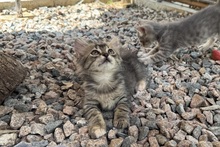 MIRA, Katze, Norwegische Waldkatze in Italien - Bild 5