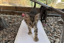MIRA, Katze, Norwegische Waldkatze in Italien - Bild 6