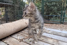 MIRA, Katze, Norwegische Waldkatze in Italien - Bild 7