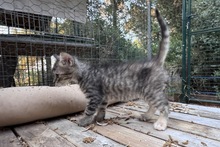 MIRA, Katze, Norwegische Waldkatze in Italien - Bild 8
