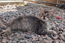 MIRA, Katze, Norwegische Waldkatze in Italien - Bild 9