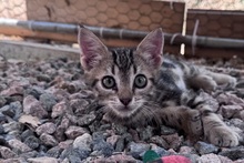 CAPPUCCINO, Katze, Bengal Cat-Mix in Italien