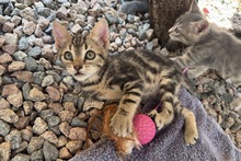 CAPPUCCINO, Katze, Bengalen Mischling in Italien - Bild 10