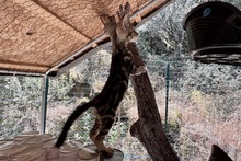 CAPPUCCINO, Katze, Bengalen Mischling in Italien - Bild 2