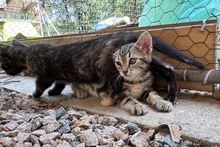 CAPPUCCINO, Katze, Bengalen Mischling in Italien - Bild 4