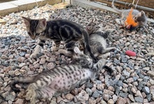 CAPPUCCINO, Katze, Bengalen Mischling in Italien - Bild 5