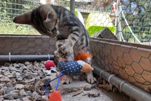 CAPPUCCINO, Katze, Bengalen Mischling in Italien - Bild 6