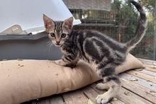 CAPPUCCINO, Katze, Bengalen Mischling in Italien - Bild 7