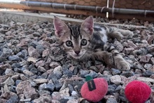 CAPPUCCINO, Katze, Bengalen Mischling in Italien - Bild 8