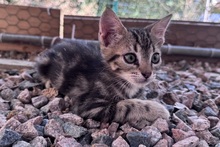 CAPPUCCINO, Katze, Bengalen Mischling in Italien - Bild 9