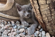 PINOTGRIGIO, Katze, Kartäuser Mischling in Italien - Bild 1