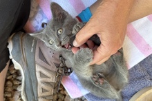 PINOTGRIGIO, Katze, Kartäuser Mischling in Italien - Bild 10