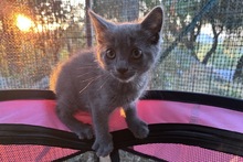 PINOTGRIGIO, Katze, Kartäuser Mischling in Italien - Bild 11
