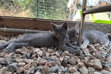 PINOTGRIGIO, Katze, Kartäuser Mischling in Italien - Bild 12