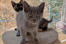 PINOTGRIGIO, Katze, Kartäuser Mischling in Italien - Bild 2