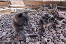 PINOTGRIGIO, Katze, Kartäuser Mischling in Italien - Bild 3