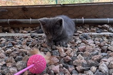 PINOTGRIGIO, Katze, Kartäuser Mischling in Italien - Bild 4