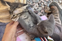 PINOTGRIGIO, Katze, Kartäuser Mischling in Italien - Bild 5