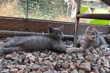 PINOTGRIGIO, Katze, Kartäuser Mischling in Italien - Bild 6