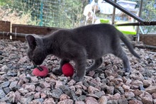PINOTGRIGIO, Katze, Kartäuser Mischling in Italien - Bild 7