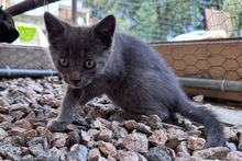 PINOTGRIGIO, Katze, Kartäuser Mischling in Italien - Bild 8