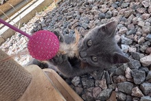 PINOTGRIGIO, Katze, Kartäuser Mischling in Italien - Bild 9