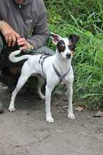 MIGAS, Hund, Bodeguero Andaluz in Schmelz - Bild 1